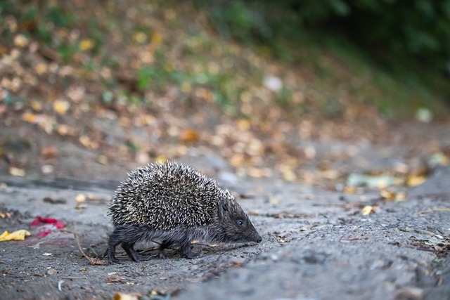篮球之神 篮球之神